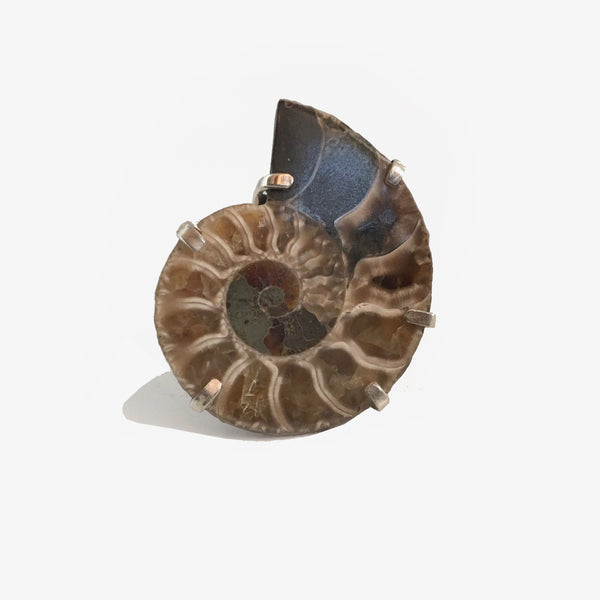 Anillo Amonita